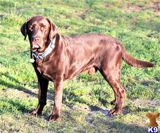 Labrador Retriever stud dog