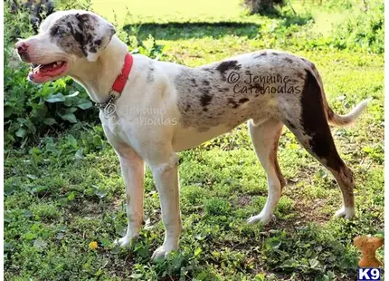 Catahoula