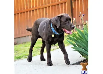 Labrador Retriever