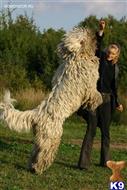 Kasper available Komondor puppy located in AUSTIN