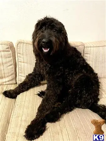 Goldendoodles stud dog