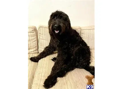 a goldendoodles dog sitting on a couch