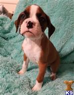 boxer puppy posted by cynthiamorgan