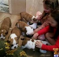 english bulldog puppy posted by cynthiamorgan