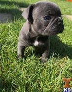 french bulldog puppy posted by cynthiamorgan