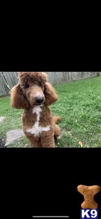 Poodle stud dog: a poodle dog sitting in the grass