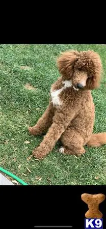 Poodle stud dog: a poodle dog lying on grass