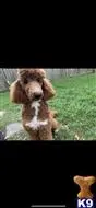 Poodle stud dog: a poodle dog sitting in the grass