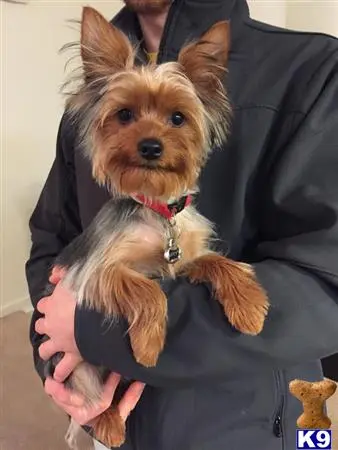 Yorkshire Terrier stud dog