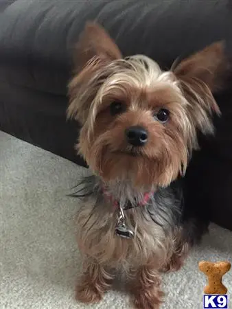 Yorkshire Terrier stud dog