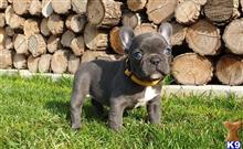 french bulldog puppy posted by daberridg