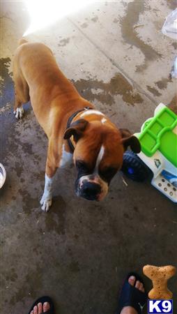 Boxer dog