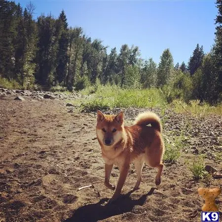 Shiba Inu stud dog