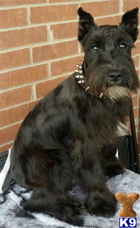 a miniature schnauzer dog sitting on snow