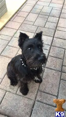 Miniature Schnauzer stud dog