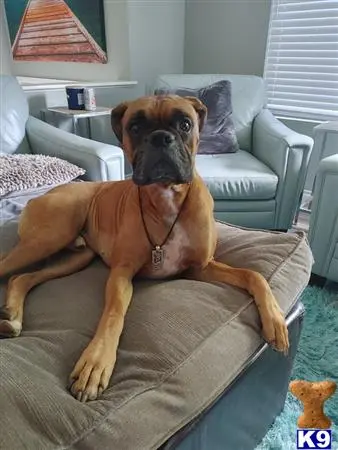 Boxer stud dog