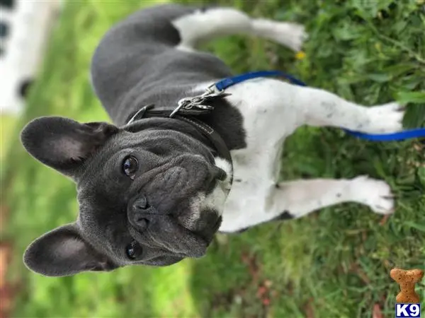 French Bulldog stud dog