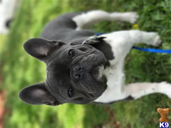 French Bulldog stud dog