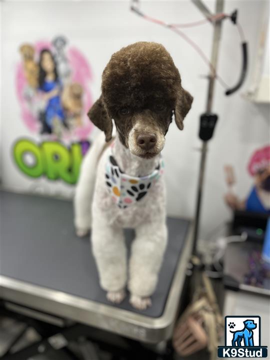 Poodle stud dog