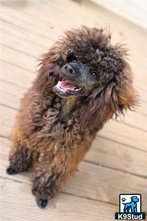 a poodle dog with a human face