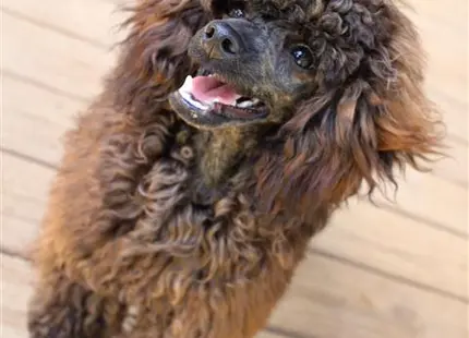 a poodle dog with a human face