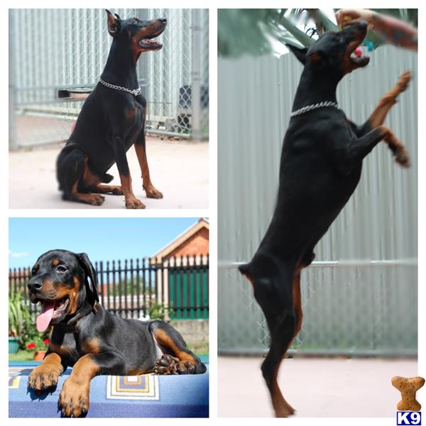 Doberman Pinscher