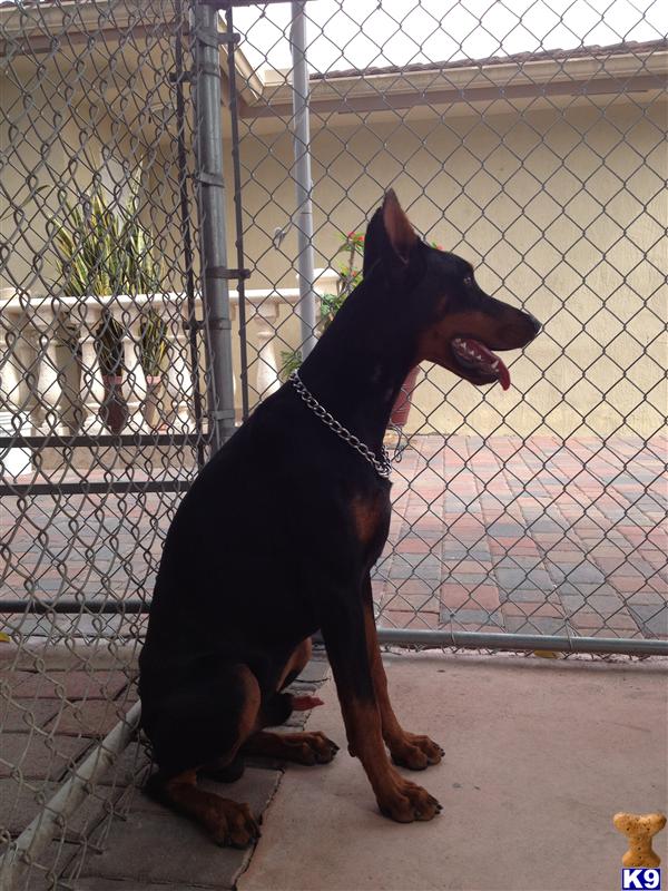 Doberman Pinscher dog