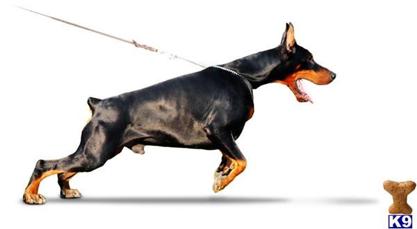 Doberman Pinscher stud dog