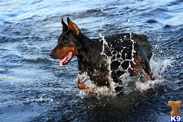 Doberman Pinscher stud dog