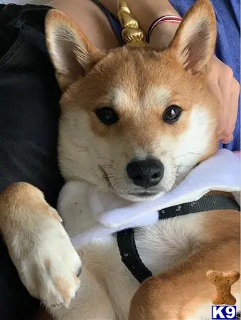 Shiba Inu