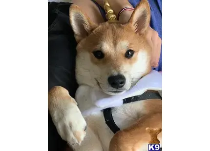 Shiba Inu