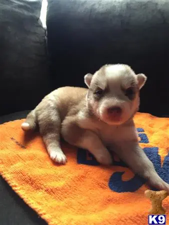 Siberian Husky puppy for sale