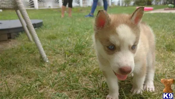 Siberian Husky puppy for sale