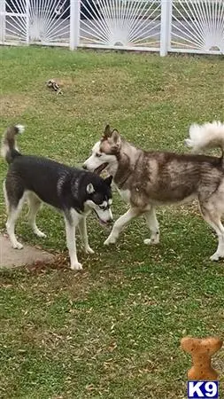 Siberian Husky puppy for sale