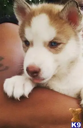 Siberian Husky puppy for sale