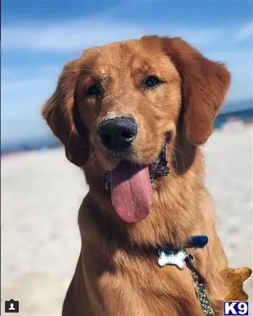 Golden Retriever stud dog