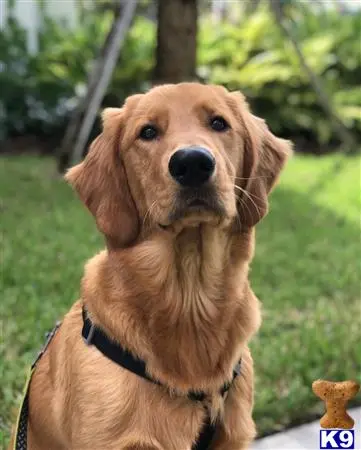 Golden Retriever stud dog