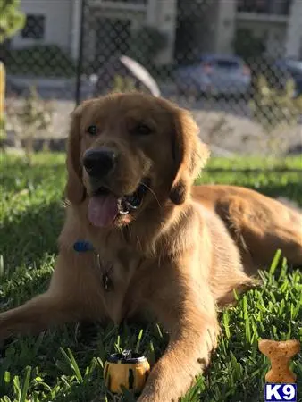 Golden Retriever stud dog