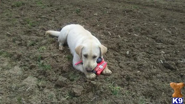 Labrador Retriever female dog