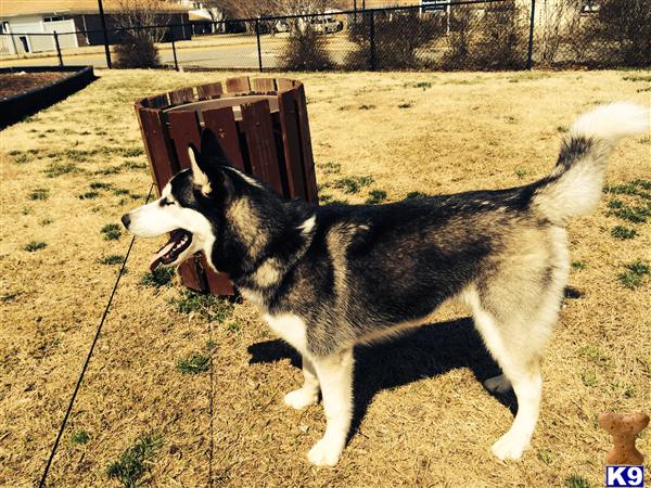 Siberian Husky stud dog