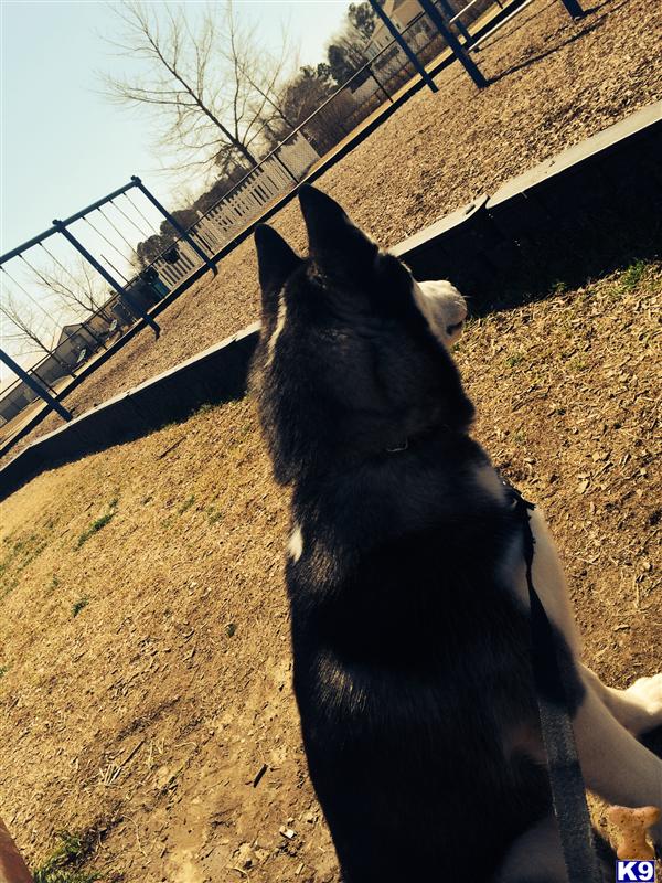 Siberian Husky stud dog