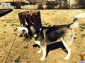 Siberian Husky stud dog: Siberian Husky with a gray and white coat standing outdoors