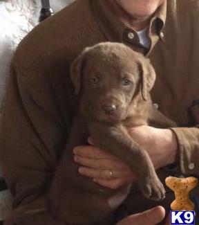 Chesapeake Bay Retriever