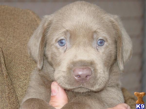 Labrador Retriever