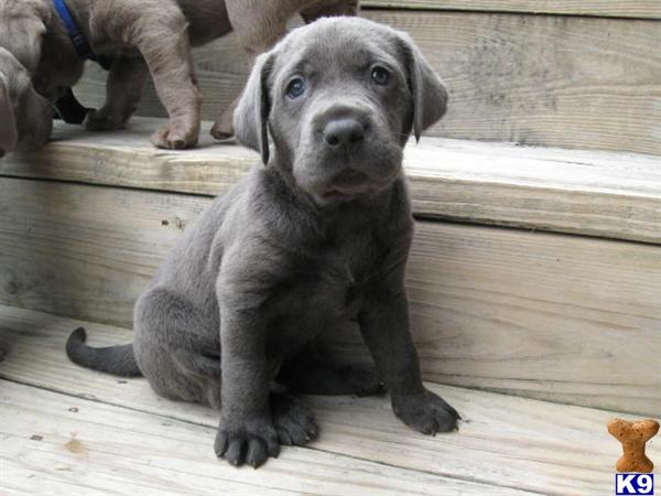 Labrador Retriever