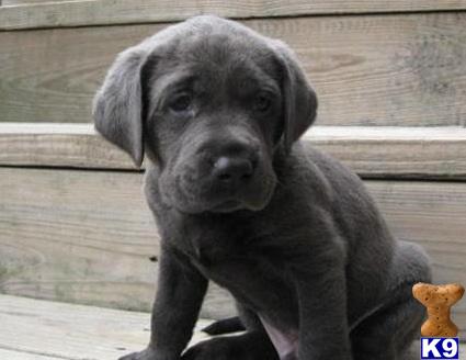 Labrador Retriever