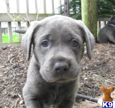 Labrador Retriever