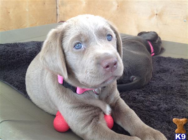 Labrador Retriever