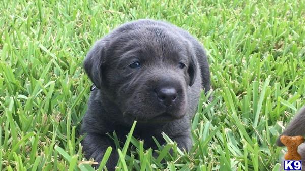 Labrador Retriever