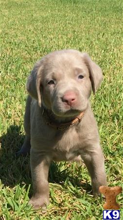 Labrador Retriever